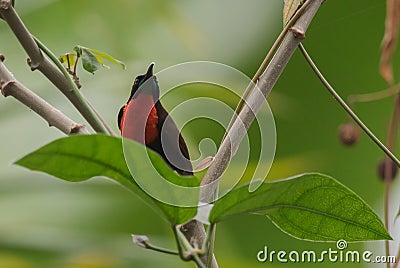 Scarlet-chested Sunbird - Chalcomitra senegalensis Stock Photo