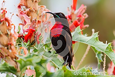 Scarlet-chested Sunbird in Ethiopia Stock Photo