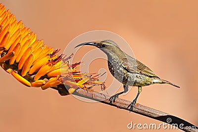 Scarlet-chested sunbird Stock Photo