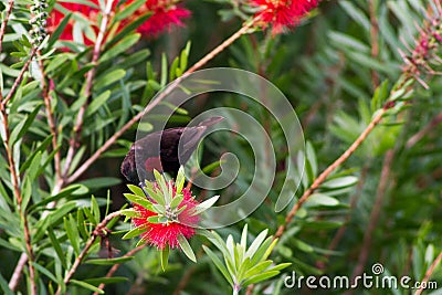 Scarlet-chested sunbird on a flower Stock Photo