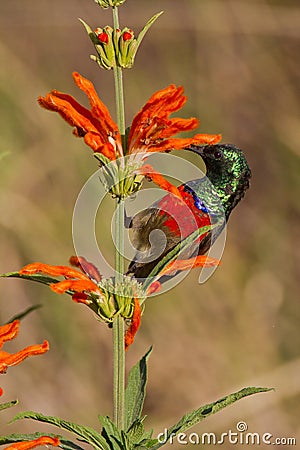 Scarlet-chested sunbird (nectarinia senegalensis) Stock Photo