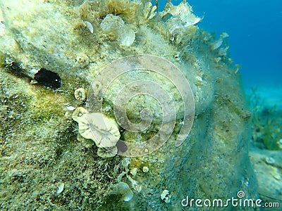 Scarlet coral or pig-tooth coral Balanophyllia europaea undersea, Aegean Sea, Greece. Stock Photo