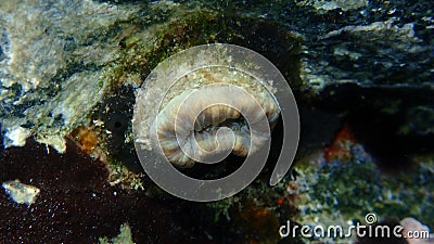 Scarlet coral or pig-tooth coral, european star coral (Balanophyllia europaea) close-up undersea Stock Photo