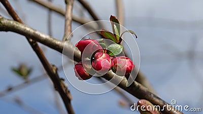 The scarlet flower of a Chinese apple tree at the beginning of flowering. Stock Photo