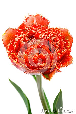 Scarlet fringed Double Peony Tulip Stock Photo