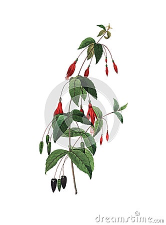 Scarlet fuchsia | Antique Flower Illustrations Cartoon Illustration