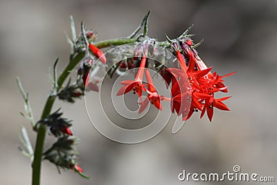 Scarlet Gilia or Skyrocket (Ipomopsis aggregata) Stock Photo
