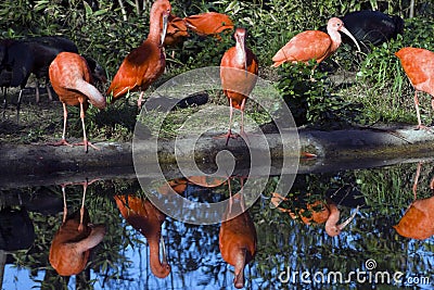 The Scarlet Ibis Stock Photo