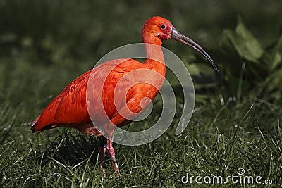 Scarlet ibis Stock Photo