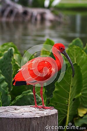 Scarlet Ibis Stock Photo