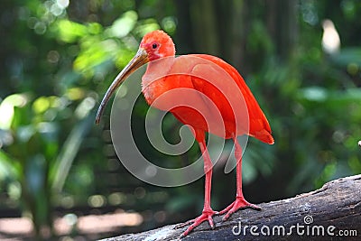 Scarlet Ibis Stock Photo