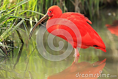 Scarlet ibis Stock Photo