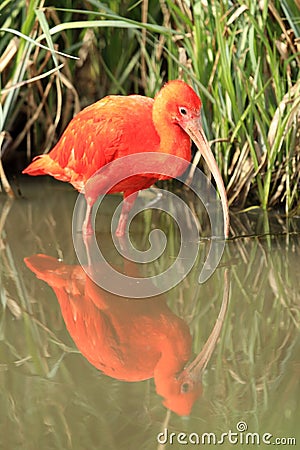 Scarlet ibis Stock Photo