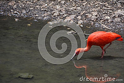 Scarlet Ibis Adult, Standing and Drinking Stock Photo