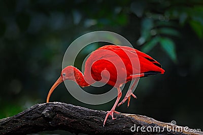 Scarlet Ibis, Eudocimus ruber, exotic bird in the nature habitat, bird sitting on tree branch with evening sun light, during sunse Stock Photo