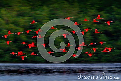 Scarlet Ibis, Eudocimus ruber, exotic red bird, nature habitat, bird colony flying on above the river, Caroni Swamp, Trinidad and Stock Photo