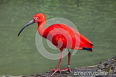 Scarlet ibis Eudocimus ruber. Stock Photo