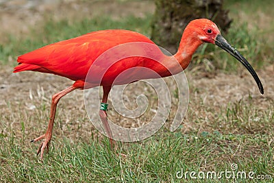 Scarlet ibis Eudocimus ruber Stock Photo