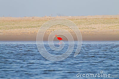 Scarlet ibis from Lencois Maranhenses National Park, Brazil Stock Photo