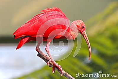 Scarlet Ibis on a Perch Stock Photo