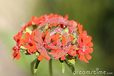 scarlet lychnis flower in beautiful red Stock Photo