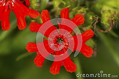 Scarlet lychnis flower, summertime in South Windsor, Connecticut Stock Photo