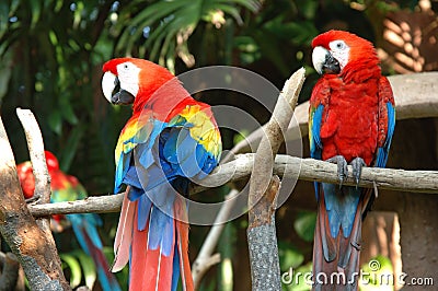 Scarlet Macaw Stock Photo