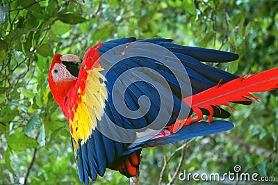 A Scarlet Macaw Stock Photo