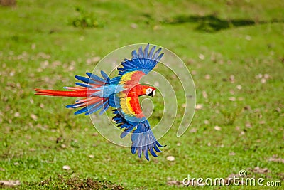 Scarlet Macaw Stock Photo