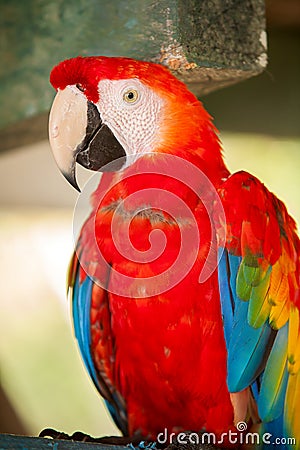 Scarlet macaw Stock Photo