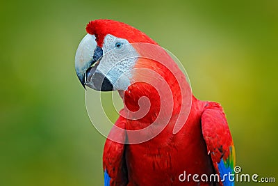 Scarlet Macaw, Ara macao, bird sitting on branch, Costa rica. Wildlife scene from tropic forest nature. Beautiful parrot in forest Stock Photo