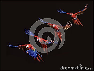 Scarlet Macaw, ara macao, in Flight against Black Background, Movement Sequence Stock Photo