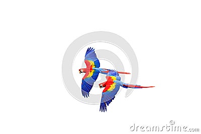Scarlet macaw Ara macao flying with white background. Macaw pair flying isolated Stock Photo