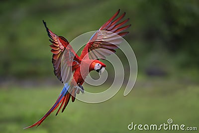 Scarlet Macaw - Ara macao Stock Photo