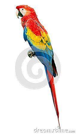 Scarlet macaw Ara macao parrot bird isolated on white background. Large parrot Stock Photo