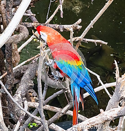 Scarlet Macaw - Ara Macao Stock Photo