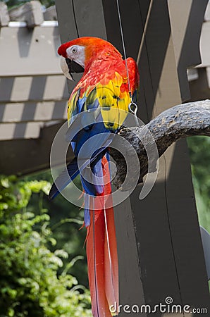 Scarlet Macaw Bird Stock Photo