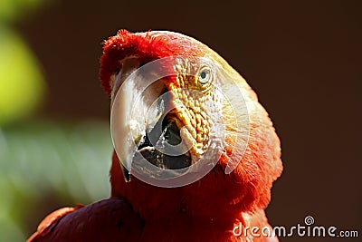 Scarlet Macaw Stock Photo