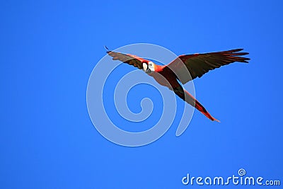 Scarlet macaw Stock Photo