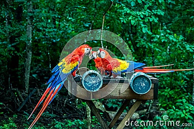 Scarlet Macaw Flying - Copan, Honduras Stock Photo