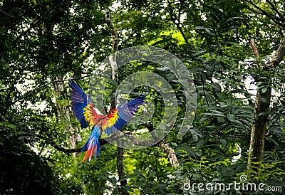 Scarlet Macaw Flying - Copan, Honduras Stock Photo