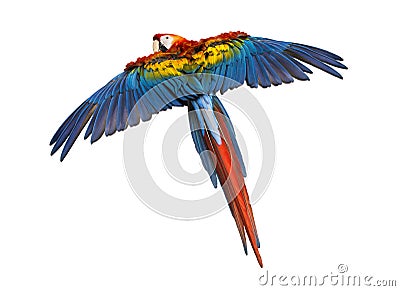 Scarlet Macaw flying (4 years old), isolated Stock Photo