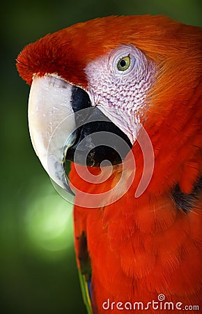 Scarlet Macaw Head Close Up Red Plumage Close Up Stock Photo