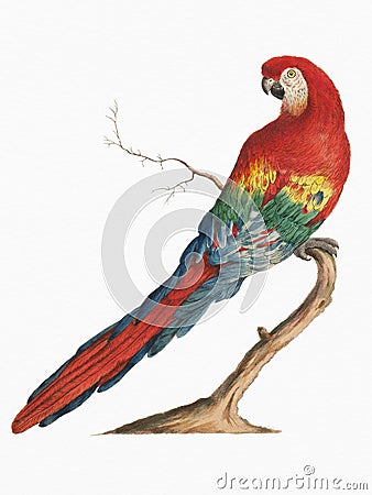 Scarlet Macaw illustration. Cartoon Illustration