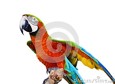 Scarlet Macaw Parrot Stock Photo