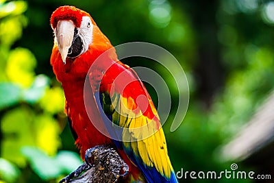 Scarlet Macaw parrot bird Stock Photo