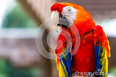 Scarlet Macaw parrot bird Stock Photo