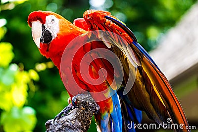 Scarlet Macaw parrot bird Stock Photo