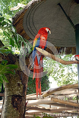 Scarlet Macaw perched on limb Stock Photo