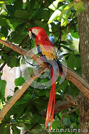 Scarlet Macaw Stock Photo